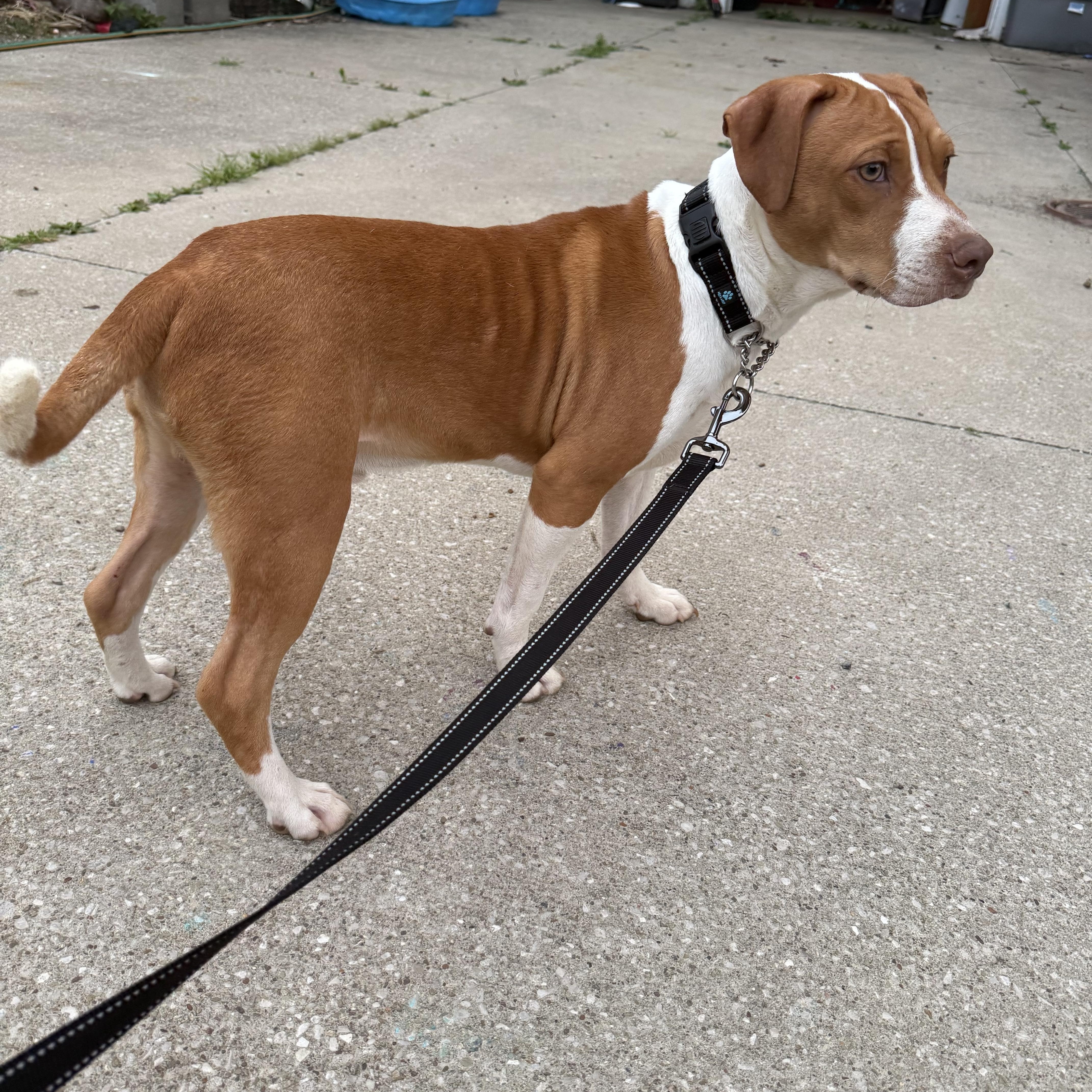 A young medium-sized male Red / Chestnut / Orange Beagle dog named Milo for adoption in Middlefield , OH