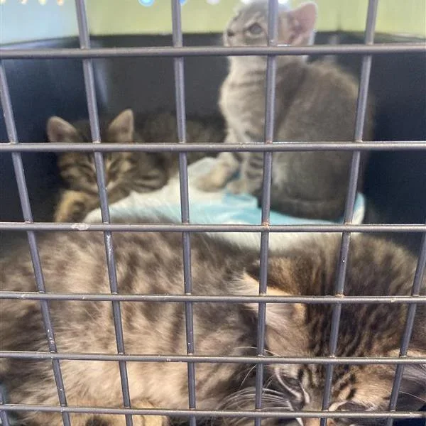 A baby small-sized male Brown / Chocolate Domestic Medium Hair cat named Gnocchi for adoption in Hawthorne, CA