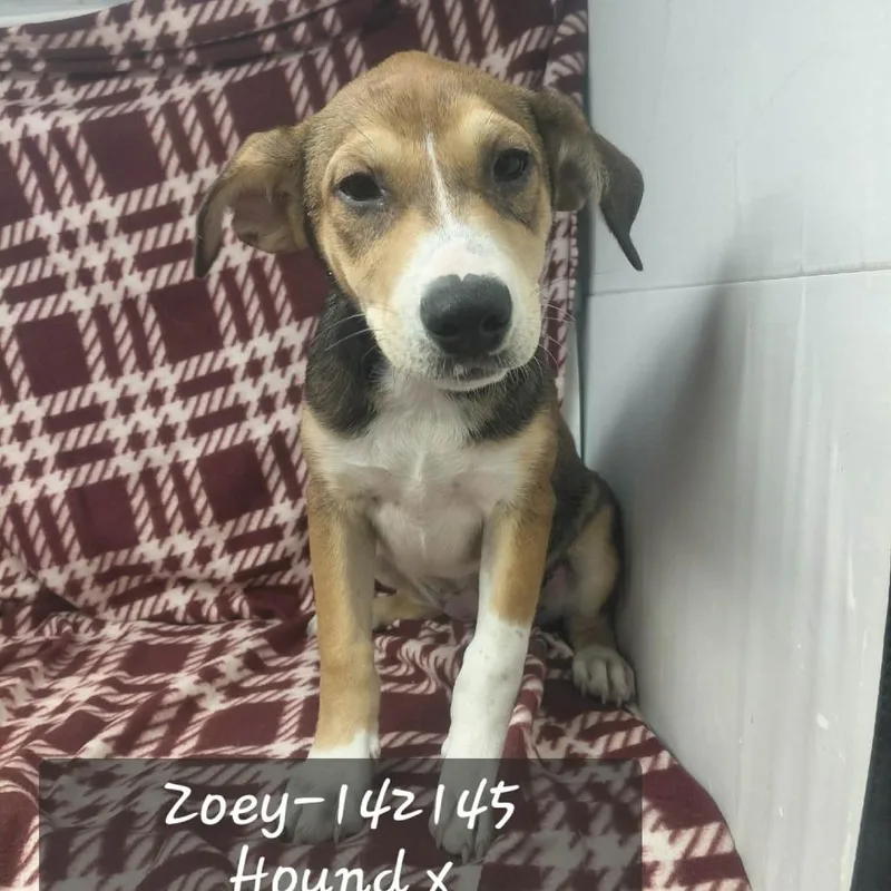 Zoey
