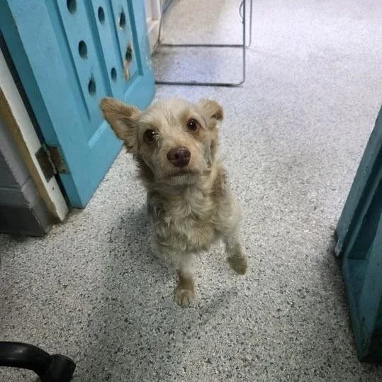 An adult small-sized male Yellow / Tan / Blond / Fawn Yorkshire Terrier dog named Louie for adoption in Baton Rouge, LA