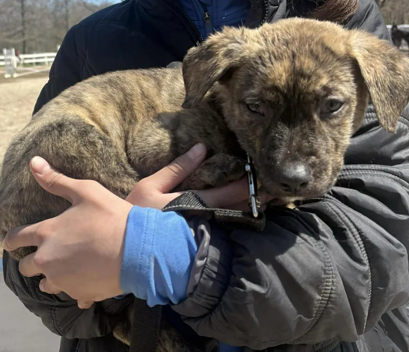 A baby medium-sized male Mixed Breed dog named James for adoption in Holbrook, NY