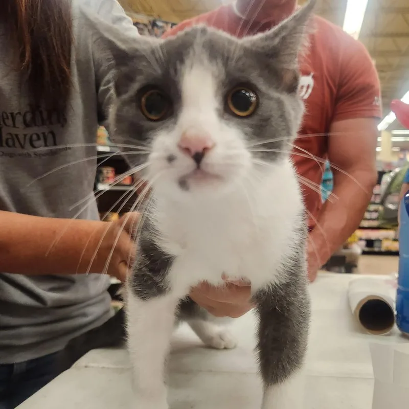 A baby small-sized male Gray / Blue / Silver Domestic Short Hair cat named Cooper for adoption in Layton, UT