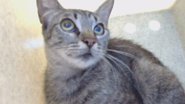 A young small-sized female Domestic Short Hair cat named Rose for adoption in Gardena, CA