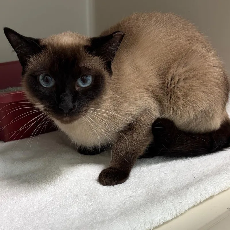 A young medium-sized female White Domestic Short Hair cat named Bluebell for adoption in Greensboro, GA
