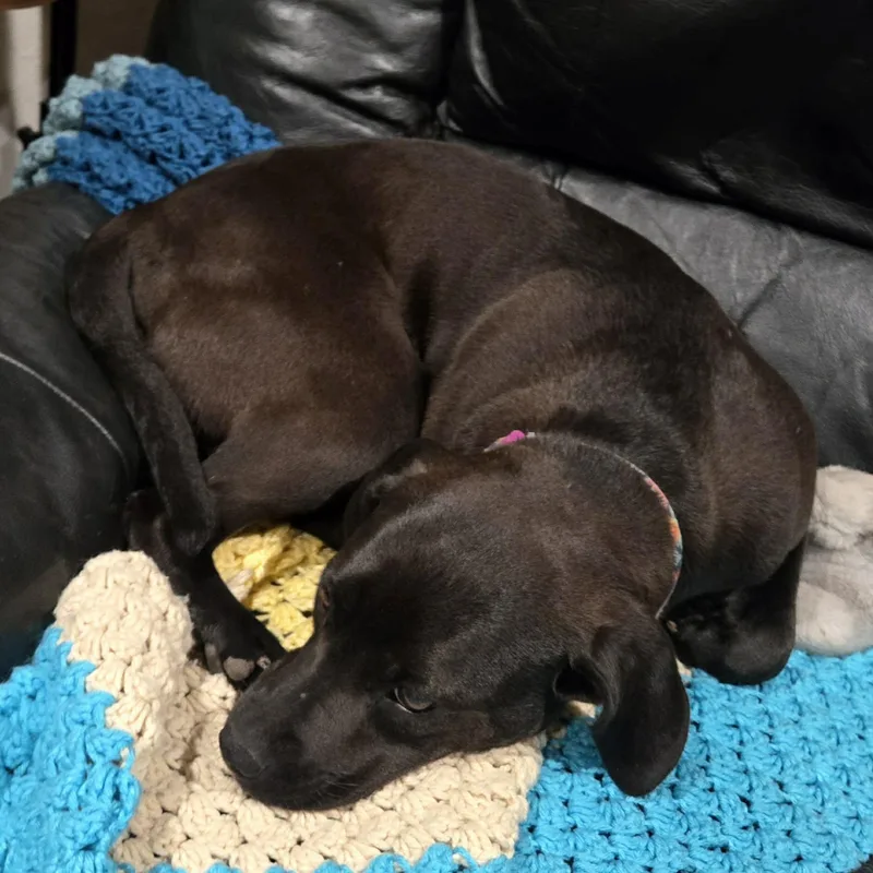 A baby medium-sized female Black Labrador Retriever dog named Pepper for adoption in Union Grove, WI