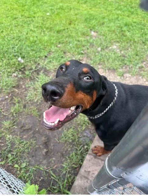 A young large-sized male Doberman Pinscher dog named Tandoori for adoption in Aurora, IL