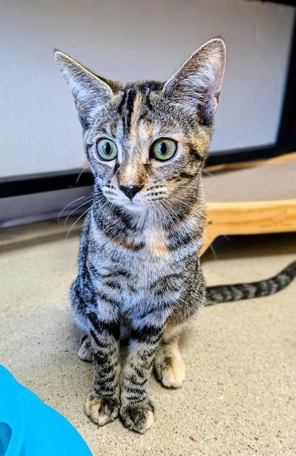 A young small-sized female Domestic Short Hair cat named Ruby for adoption in Bonsall, CA