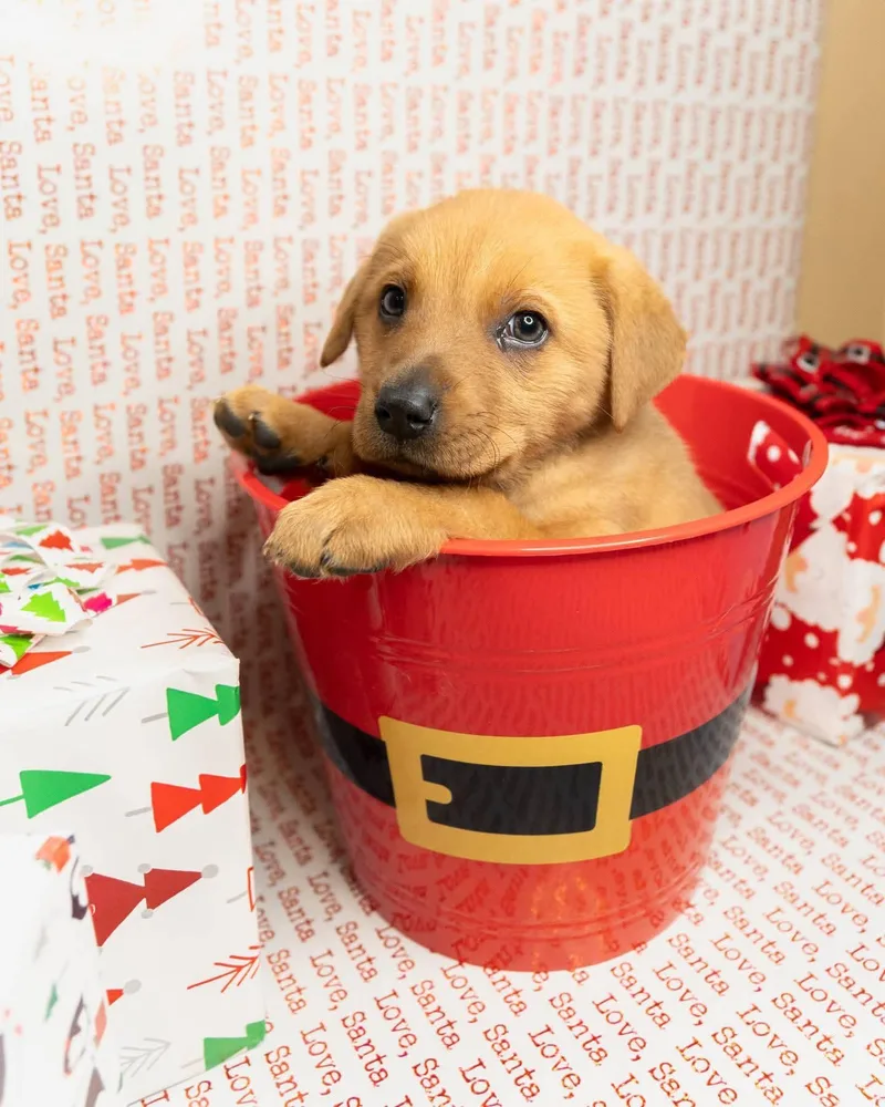 Frederina thumbnail 2