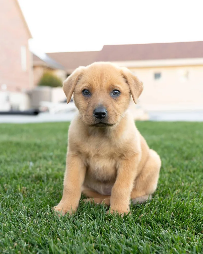 Frederina thumbnail 3