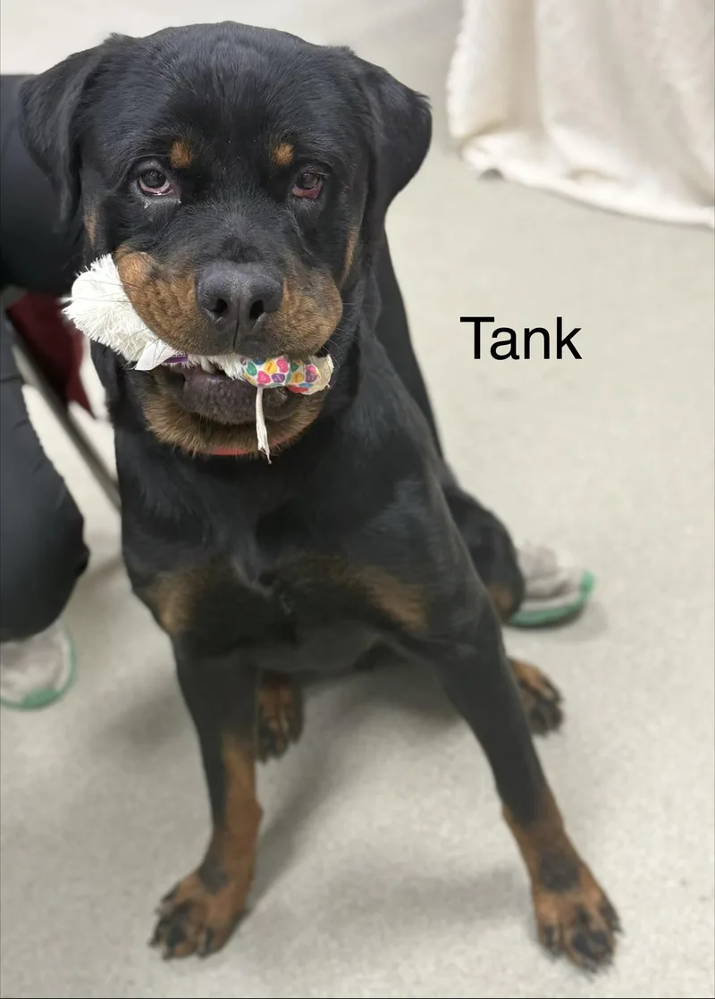 An adult large-sized male Rottweiler dog named Tank for adoption in Ashland, OH