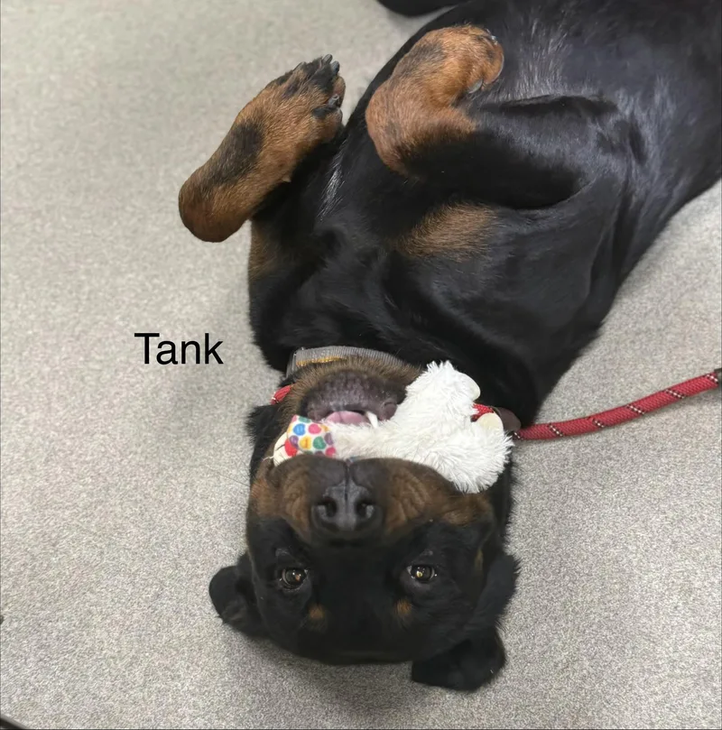 Tank thumbnail 2