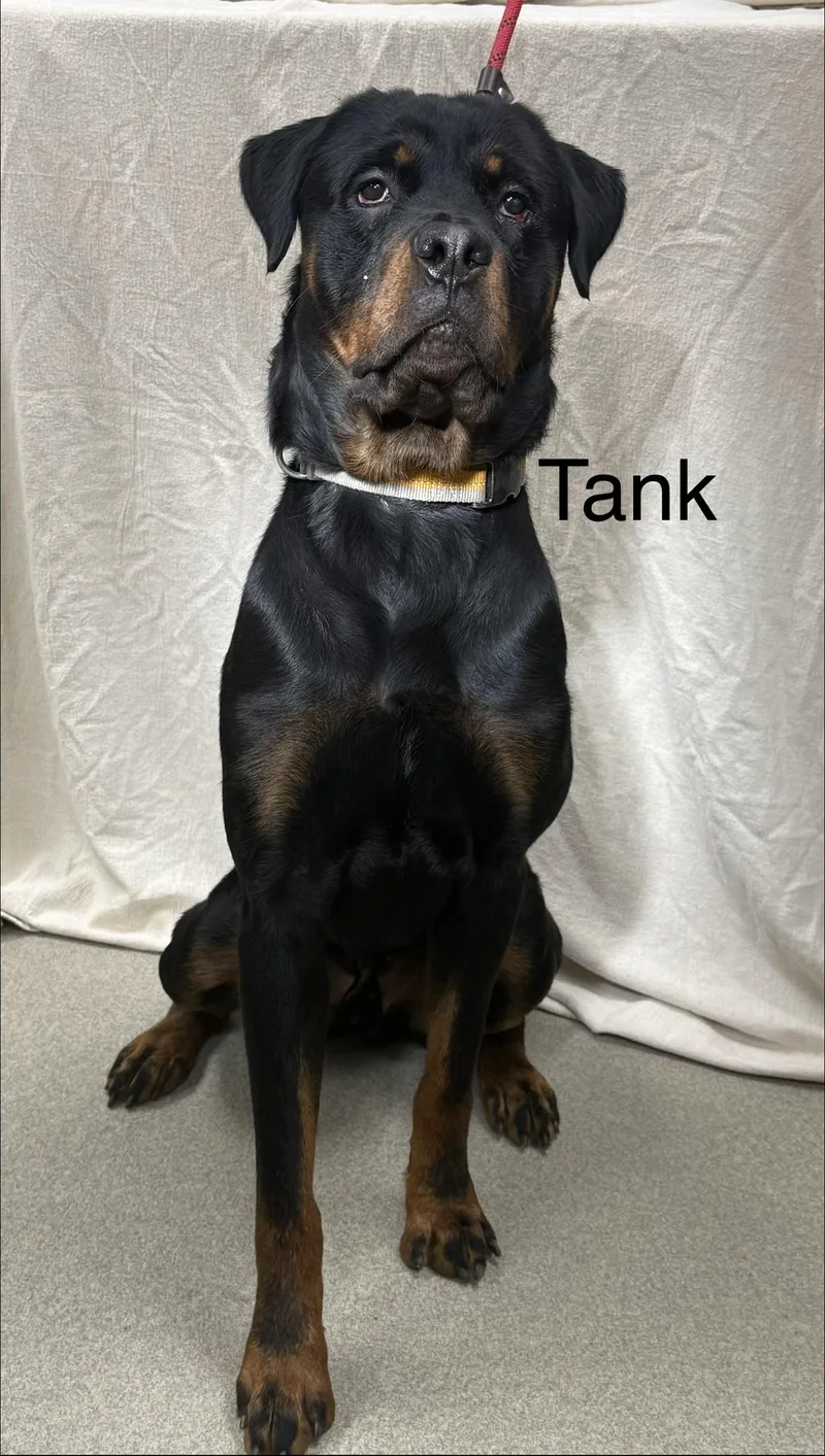 Tank thumbnail 3