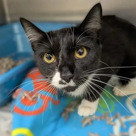 An adult medium-sized female Black Domestic Short Hair cat named Mary Todd for adoption in Columbia, MD