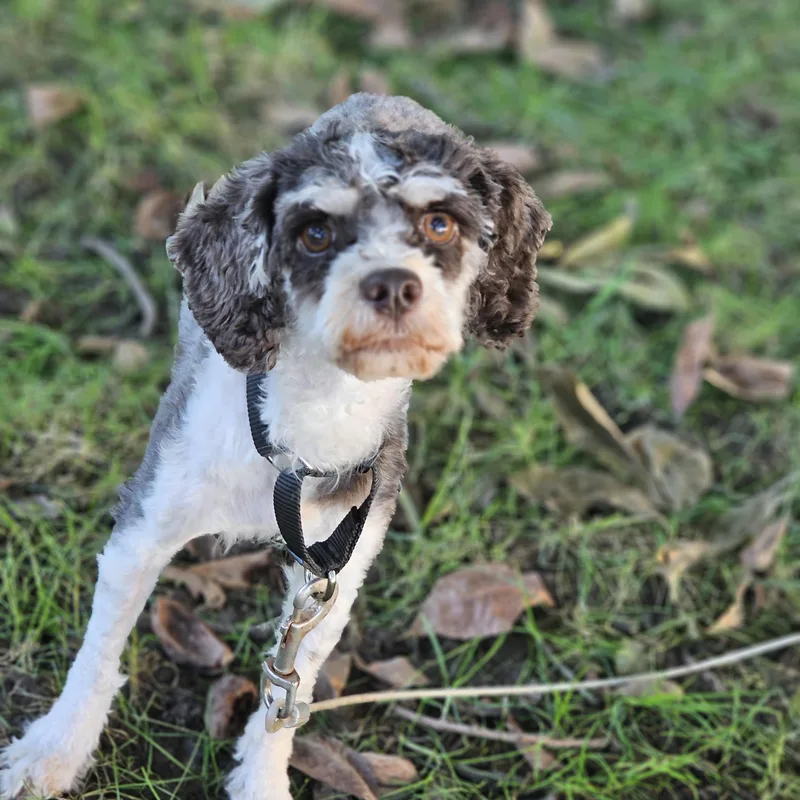 An adult small-sized female Tricolor (Brown, Black, & White) Cavapoo dog named Mocha Springfield for adoption in O Fallon, IL