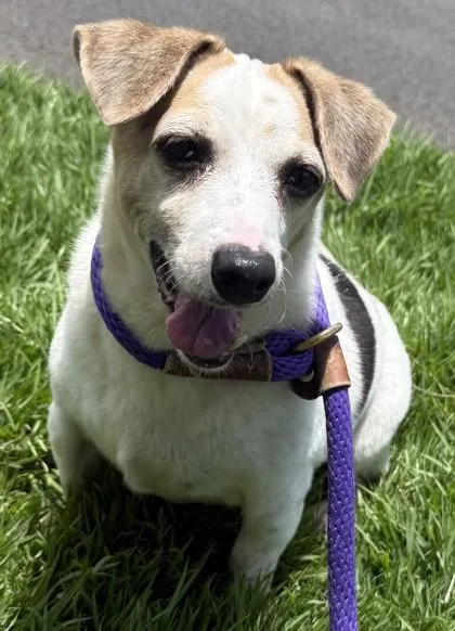 A senior medium-sized male Parson Russell Terrier dog named Beagle for adoption in Honolulu, HI
