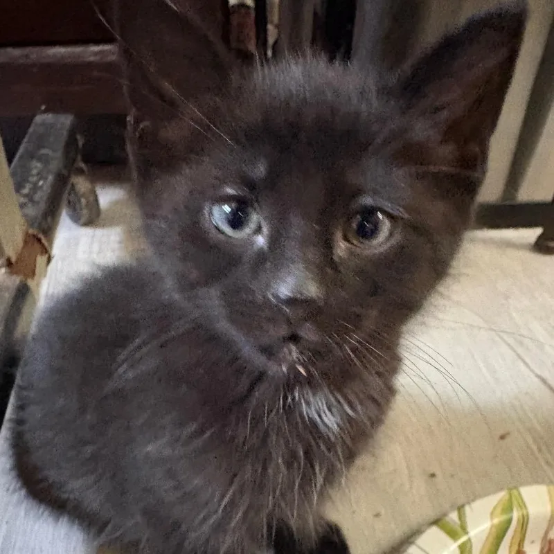 Figaro