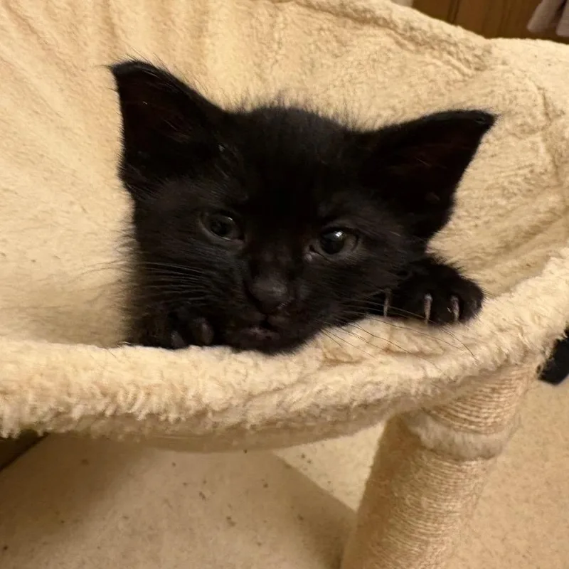Figaro thumbnail 2