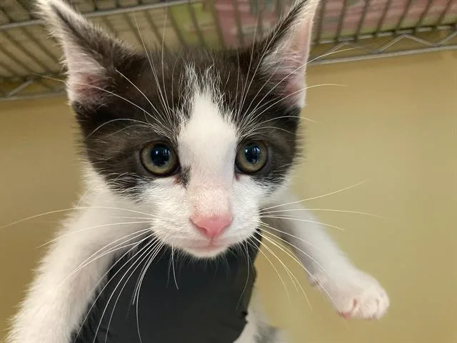 A baby small-sized male Domestic Short Hair cat named Luke for adoption in Tustin, CA