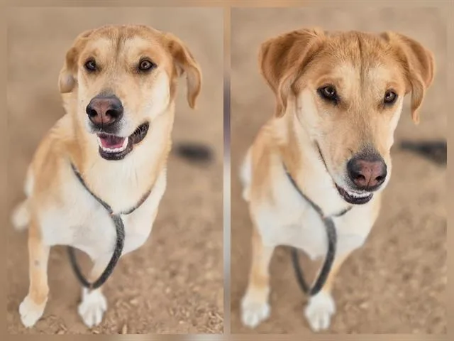 A young medium-sized female Labrador Retriever dog named Lovey for adoption in Albuquerque, NM