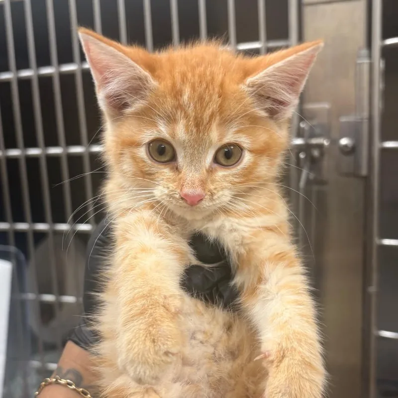 A baby small-sized female Orange / Red Domestic Short Hair cat named Bear for adoption in Winston-Salem, NC