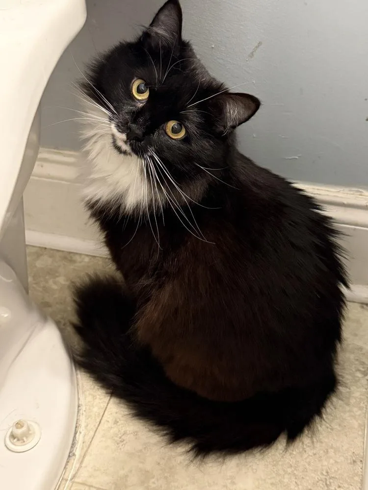 An adult medium-sized female Black & White / Tuxedo Domestic Medium Hair cat named Remy for adoption in Salisbury, NC