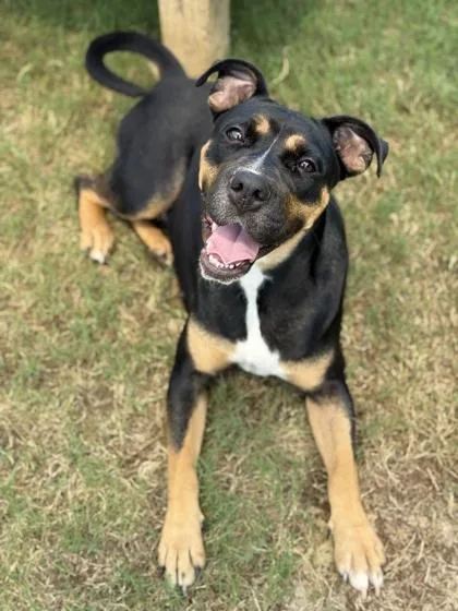 An adult medium-sized female Mixed Breed dog named Firefly for adoption in Atlanta, GA
