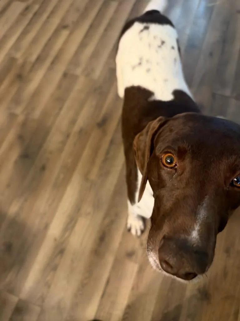 Rupert thumbnail 3