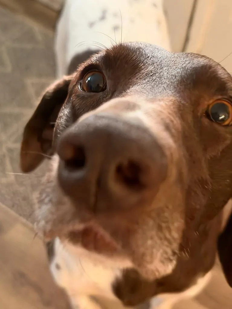 Rupert thumbnail 5