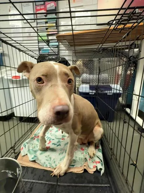 An adult medium-sized female American Staffordshire Terrier dog named Manuela for adoption in San Antonio, TX