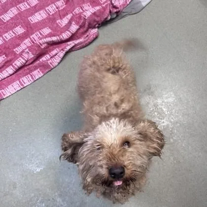 An adult medium-sized male Standard Poodle dog named Floyd for adoption in Merriam, KS