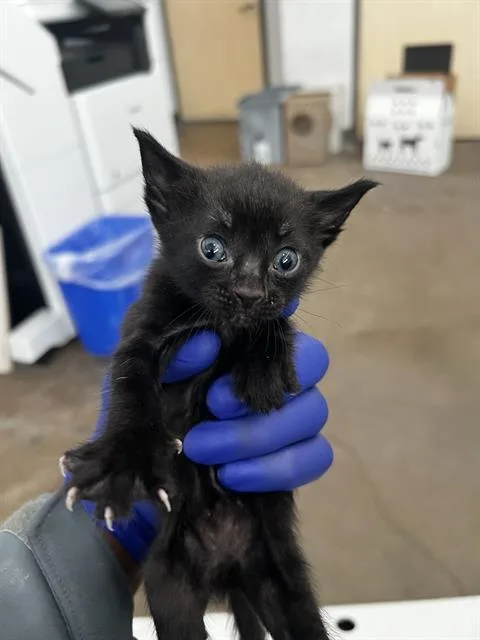 A baby medium-sized female Domestic Medium Hair cat named Twix for adoption in Dallas, TX
