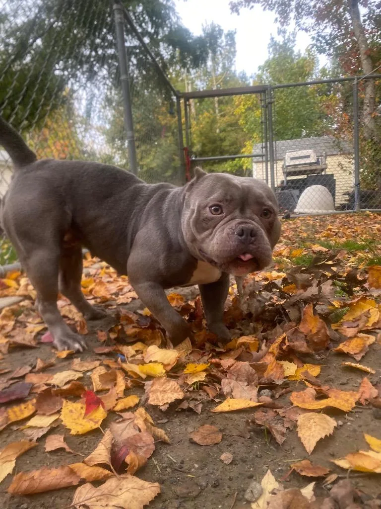 An adult medium-sized female American Bulldog dog named ChiChi for adoption in Fall River, MA