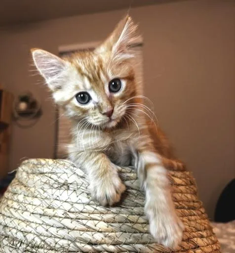 A baby medium-sized male Domestic Medium Hair cat named Roux for adoption in Lafayette, LA