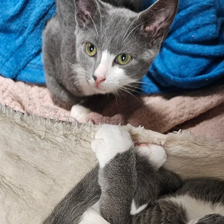A baby small-sized male Gray / Blue / Silver Domestic Short Hair cat named Schrodinger for adoption in Walden, NY