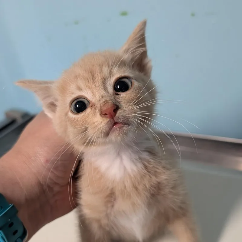 Cajcstray____