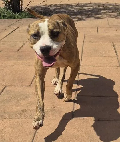 An adult medium-sized female Pit Bull Terrier dog named China for adoption in Shreveport, LA