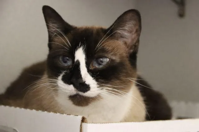 A senior small-sized female Snowshoe cat named Emma for adoption in Tucson, AZ