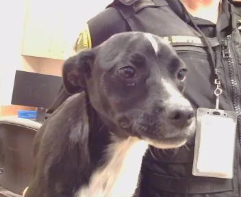 A baby small-sized female Border Collie dog named Leah for adoption in Sacramento, CA