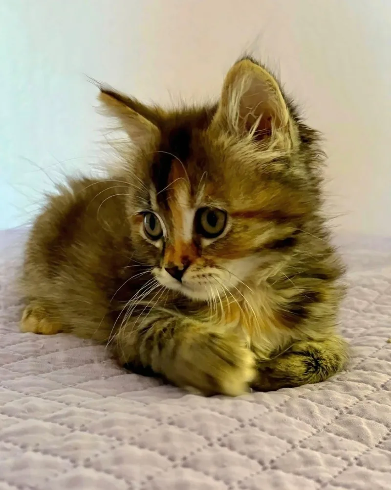 A baby medium-sized female Torbie cat named Evelyn for adoption in Campbell, CA