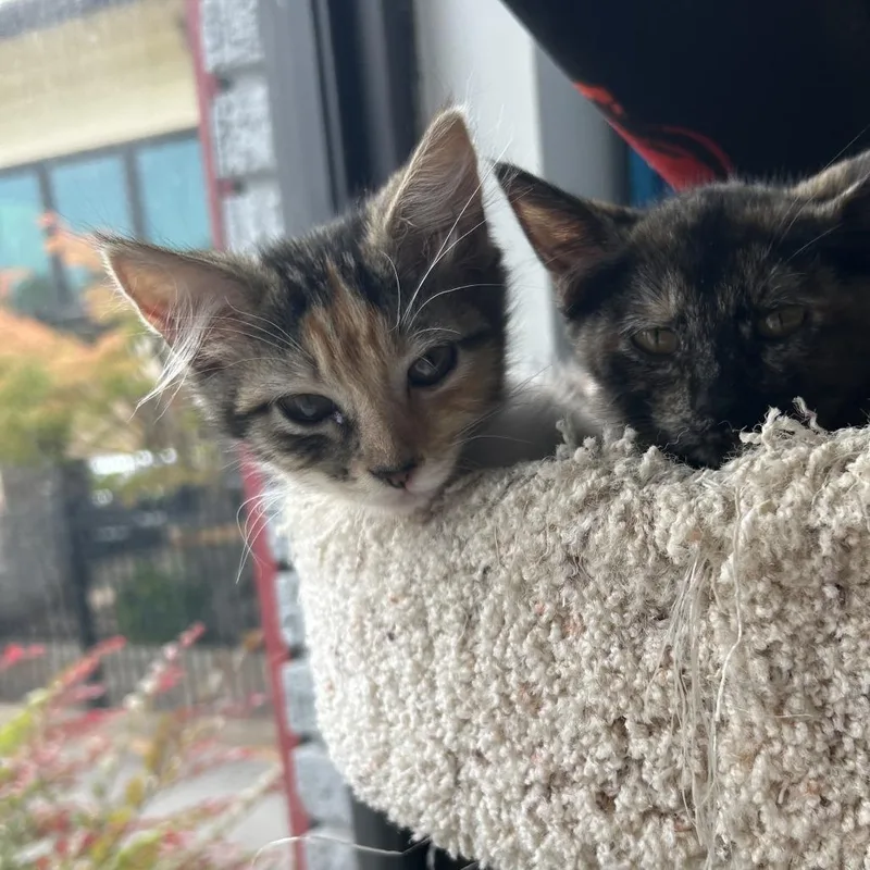 A baby small-sized female Calico Domestic Medium Hair cat named Snickerdoodle II for adoption in Little Rock, AR