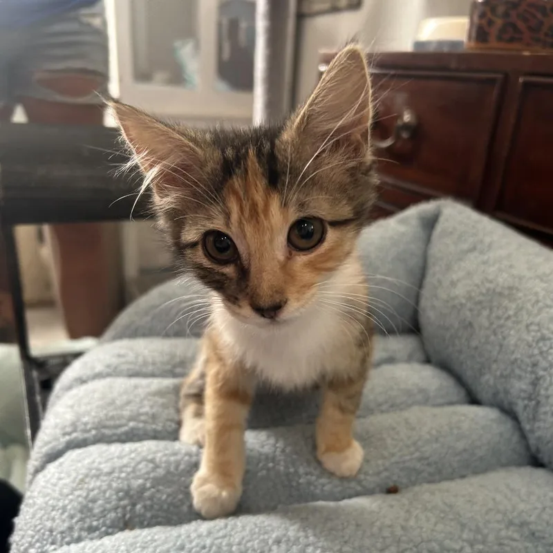 Snickerdoodle II thumbnail 2