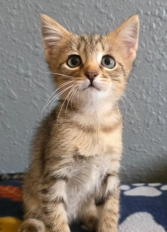 A baby small-sized female Domestic Short Hair cat named Puffin for adoption in Stillwater, OK