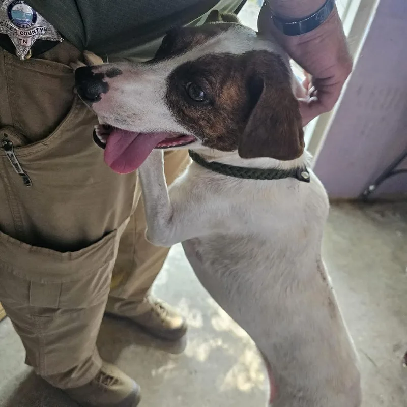 An adult medium-sized male White / Cream Jack Russell Terrier dog named Rocky for adoption in Pulaski, TN