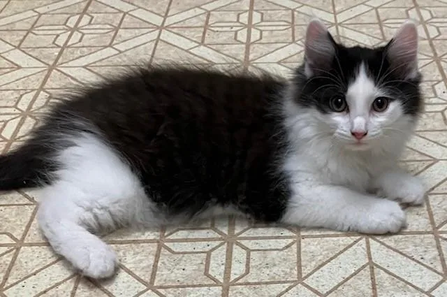 A baby large-sized male Black & White / Tuxedo Domestic Long Hair cat named Bert for adoption in Cincinnati, OH
