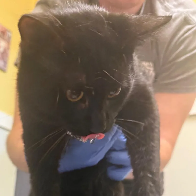 A young medium-sized male Black Domestic Short Hair cat named Jelly Bean for adoption in Charlottesville, VA