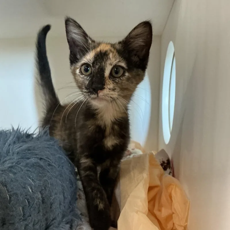 A baby small-sized female Black Domestic Short Hair cat named Bellatrix for adoption in Elizabeth City, NC