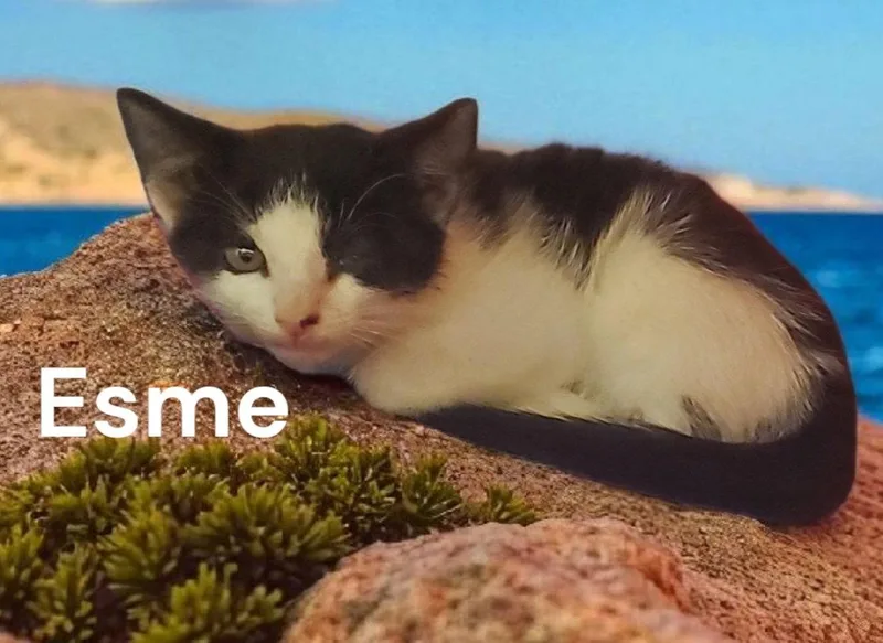 Esme thumbnail 2