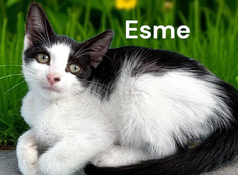 Esme thumbnail 3