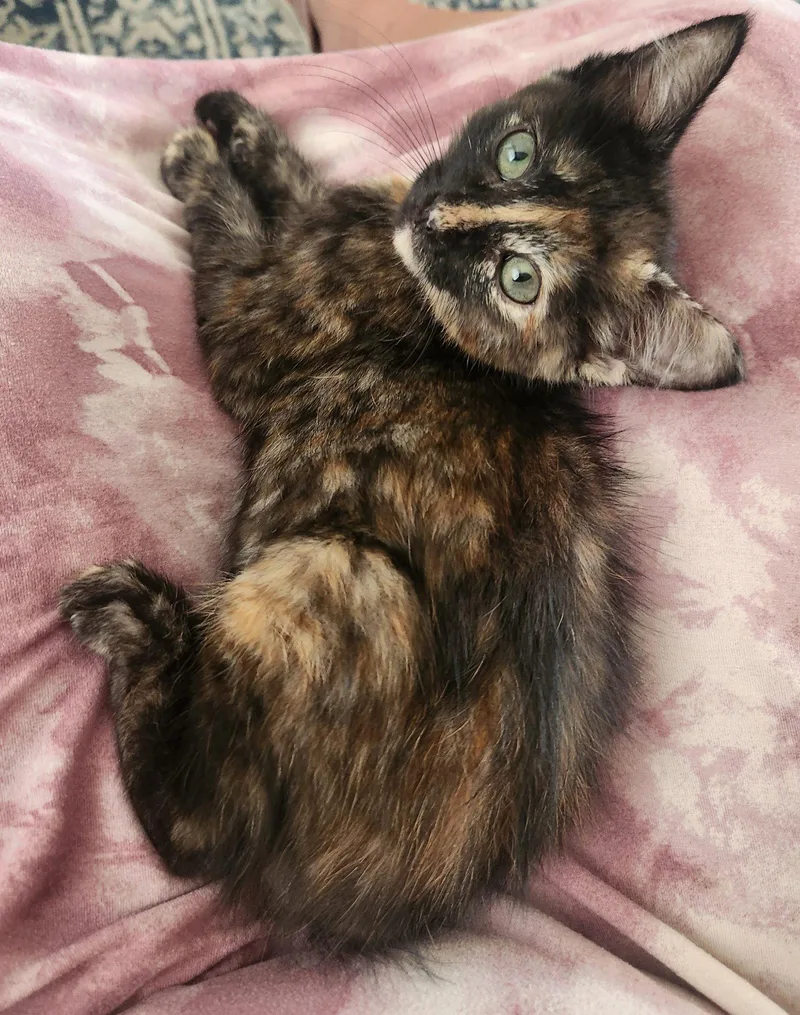 A young medium-sized female Domestic Medium Hair cat named Espresso for adoption in McKinney, TX