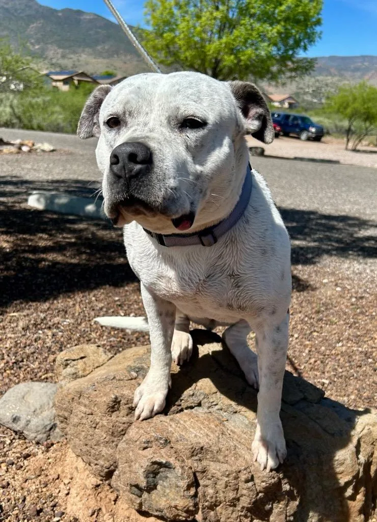 An adult medium-sized female American Staffordshire Terrier dog named Violet for adoption in Cottonwood, AZ